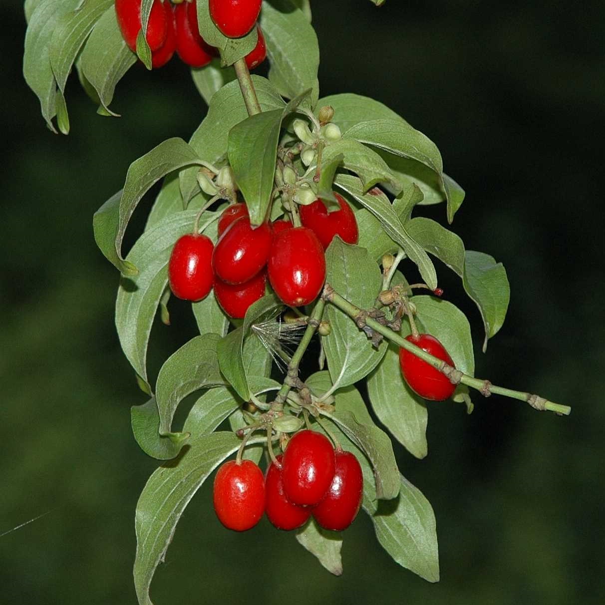 CORNUS MAS (CORNIOLO, CORNOLARO) andare a